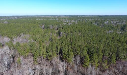 Photo of UNDER CONTRACT!  7 Acres of Riverfront Timber and Hunting Land For Sale in Pender County NC!