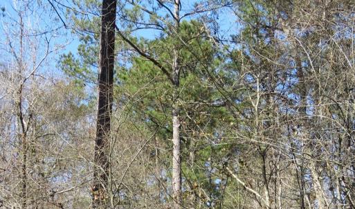Photo of UNDER CONTRACT!  7 Acres of Riverfront Timber and Hunting Land For Sale in Pender County NC!