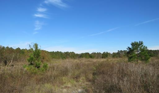 Photo of UNDER CONTRACT!  46 Acres of Recreational Land For Sale in Robeson County NC!