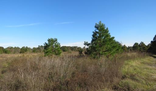 Photo of UNDER CONTRACT!  46 Acres of Recreational Land For Sale in Robeson County NC!