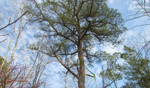 Photo of UNDER CONTRACT!  10 Acres of Recreational and Investment Land For Sale in Suffolk County VA!