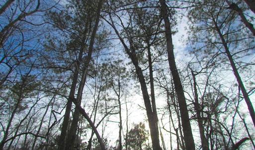Photo of UNDER CONTRACT!  10 Acres of Recreational and Investment Land For Sale in Suffolk County VA!
