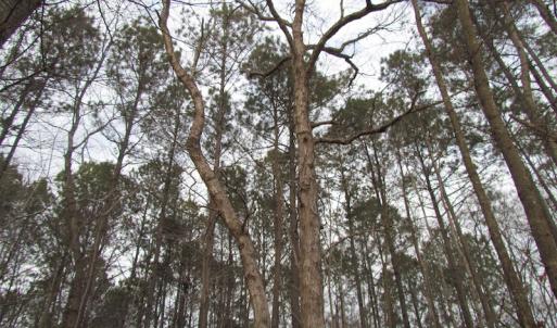 Photo of UNDER CONTRACT!  10 Acres of Recreational and Investment Land For Sale in Suffolk County VA!