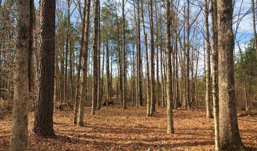 Photo of UNDER CONTRACT!  10.03 Acres of Hunting and Timberland For Sale in Warren County NC!