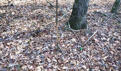 Photo of UNDER CONTRACT!  10.03 Acres of Hunting and Timberland For Sale in Warren County NC!
