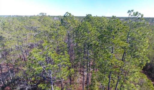 Photo of SOLD!!  290.75 Acres of Creek Front Hunting and Timber Land For Sale in Pender County NC!