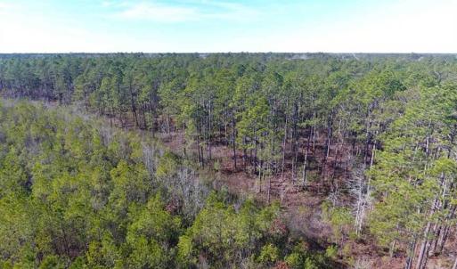 Photo of SOLD!!  290.75 Acres of Creek Front Hunting and Timber Land For Sale in Pender County NC!