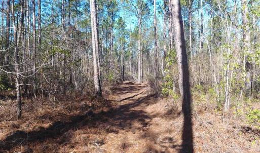 Photo of SOLD!!  290.75 Acres of Creek Front Hunting and Timber Land For Sale in Pender County NC!