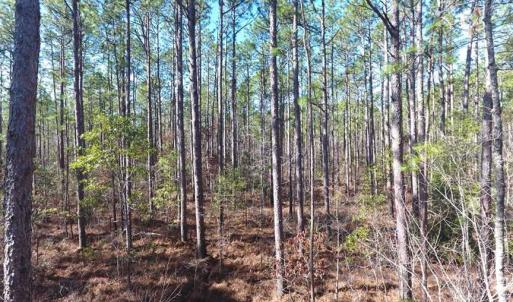 Photo of SOLD!!  290.75 Acres of Creek Front Hunting and Timber Land For Sale in Pender County NC!