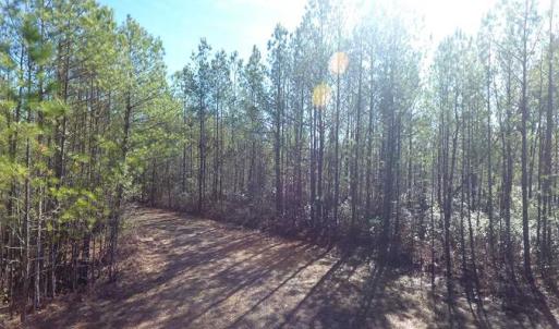 Photo of SOLD!!  290.75 Acres of Creek Front Hunting and Timber Land For Sale in Pender County NC!