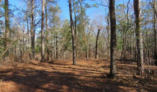 Photo of SOLD!!  290.75 Acres of Creek Front Hunting and Timber Land For Sale in Pender County NC!