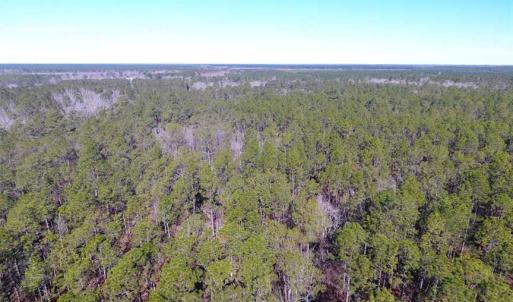 Photo of SOLD!!  290.75 Acres of Creek Front Hunting and Timber Land For Sale in Pender County NC!