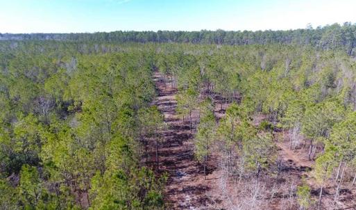 Photo of SOLD!!  290.75 Acres of Creek Front Hunting and Timber Land For Sale in Pender County NC!