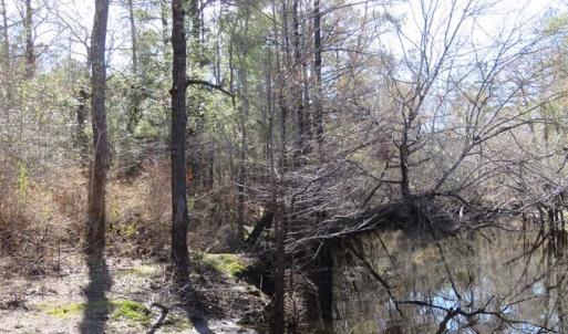 Photo of SOLD!!  290.75 Acres of Creek Front Hunting and Timber Land For Sale in Pender County NC!