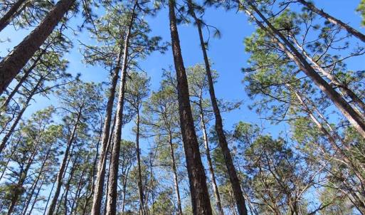 Photo of SOLD!!  290.75 Acres of Creek Front Hunting and Timber Land For Sale in Pender County NC!