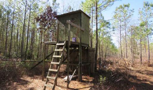 Photo of SOLD!!  290.75 Acres of Creek Front Hunting and Timber Land For Sale in Pender County NC!