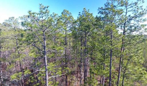 Photo of SOLD!!  290.75 Acres of Creek Front Hunting and Timber Land For Sale in Pender County NC!