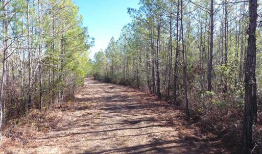 Photo of SOLD!!  290.75 Acres of Creek Front Hunting and Timber Land For Sale in Pender County NC!