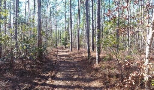 Photo of SOLD!!  290.75 Acres of Creek Front Hunting and Timber Land For Sale in Pender County NC!