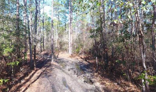 Photo of SOLD!!  290.75 Acres of Creek Front Hunting and Timber Land For Sale in Pender County NC!