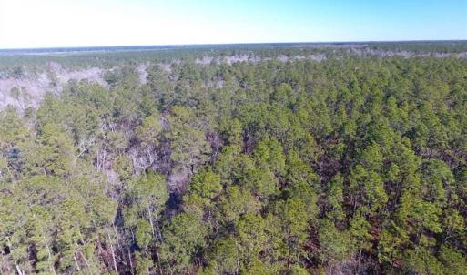 Photo of SOLD!!  290.75 Acres of Creek Front Hunting and Timber Land For Sale in Pender County NC!
