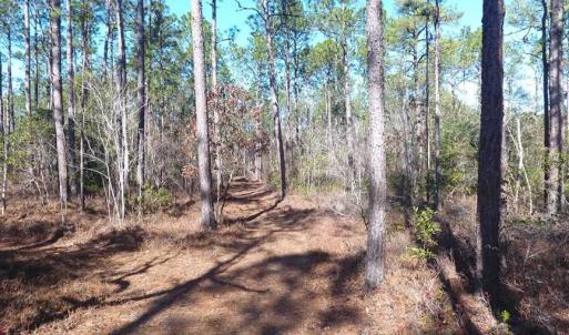 Photo of SOLD!!  290.75 Acres of Creek Front Hunting and Timber Land For Sale in Pender County NC!