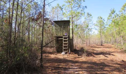 Photo of SOLD!!  290.75 Acres of Creek Front Hunting and Timber Land For Sale in Pender County NC!