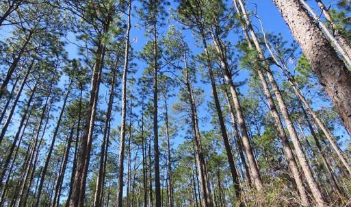 Photo of SOLD!!  290.75 Acres of Creek Front Hunting and Timber Land For Sale in Pender County NC!