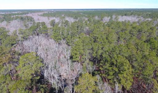 Photo of SOLD!!  290.75 Acres of Creek Front Hunting and Timber Land For Sale in Pender County NC!