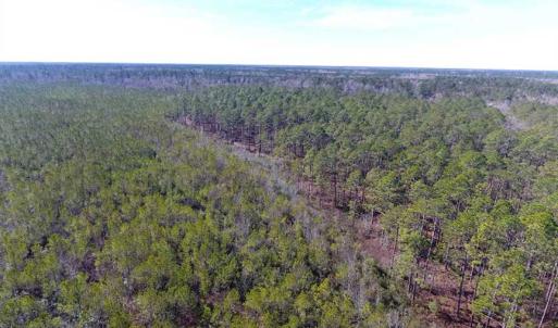 Photo of SOLD!!  290.75 Acres of Creek Front Hunting and Timber Land For Sale in Pender County NC!