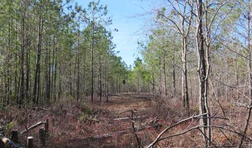 Photo of SOLD!!  290.75 Acres of Creek Front Hunting and Timber Land For Sale in Pender County NC!