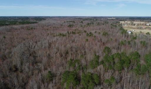 Photo of UNDER CONTRACT!  121 Acres of Hunting Land For Sale in Robeson County NC!