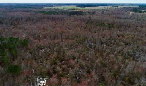 Photo of UNDER CONTRACT!  121 Acres of Hunting Land For Sale in Robeson County NC!