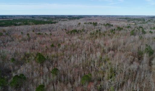 Photo of UNDER CONTRACT!  121 Acres of Hunting Land For Sale in Robeson County NC!