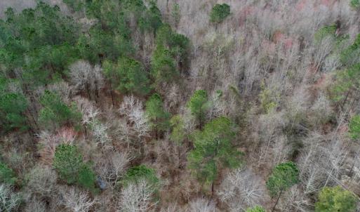 Photo of UNDER CONTRACT!  121 Acres of Hunting Land For Sale in Robeson County NC!