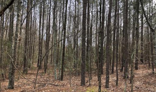 Photo of UNDER CONTRACT!  121 Acres of Hunting Land For Sale in Robeson County NC!