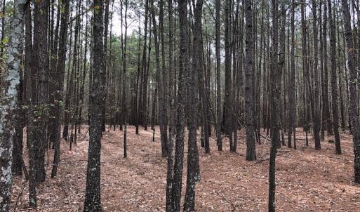 Photo of UNDER CONTRACT!  121 Acres of Hunting Land For Sale in Robeson County NC!