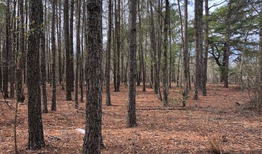 Photo of UNDER CONTRACT!  121 Acres of Hunting Land For Sale in Robeson County NC!
