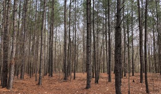 Photo of UNDER CONTRACT!  121 Acres of Hunting Land For Sale in Robeson County NC!