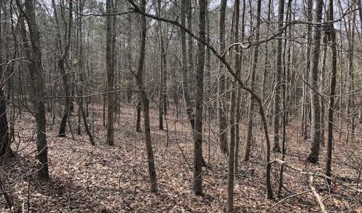 Photo of UNDER CONTRACT!  121 Acres of Hunting Land For Sale in Robeson County NC!