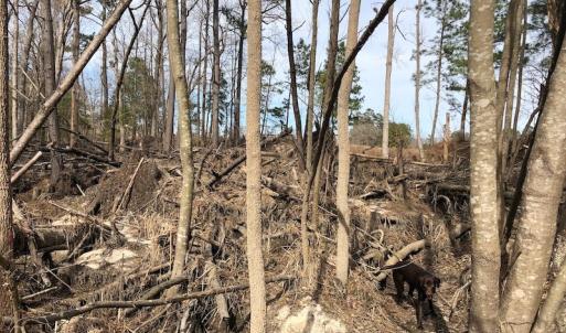 Photo of UNDER CONTRACT!  121 Acres of Hunting Land For Sale in Robeson County NC!