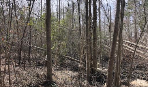 Photo of UNDER CONTRACT!  121 Acres of Hunting Land For Sale in Robeson County NC!