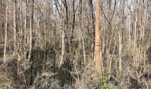 Photo of UNDER CONTRACT!  121 Acres of Hunting Land For Sale in Robeson County NC!