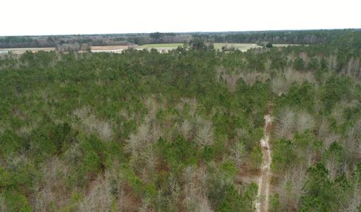Photo of UNDER CONTRACT!  35 Acres of Hunting Land For Sale in Columbus County NC!