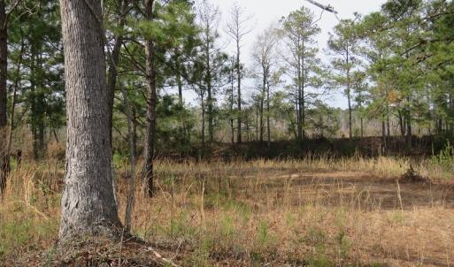 Photo of UNDER CONTRACT!  69 Acres of Residential Timber and Farm Land for Sale in Columbus County NC!