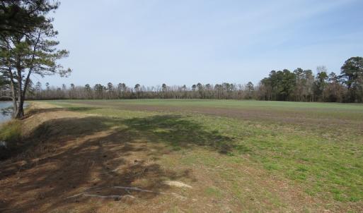 Photo of UNDER CONTRACT!  69 Acres of Residential Timber and Farm Land for Sale in Columbus County NC!