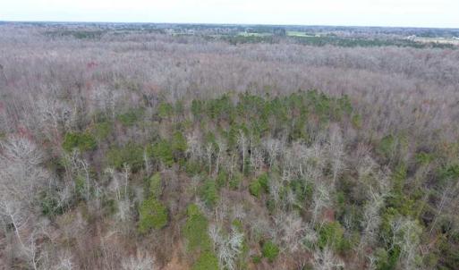 Photo of SOLD!! 12.4 Acres of Hunting and Timber Land For Sale in Robeson County NC!