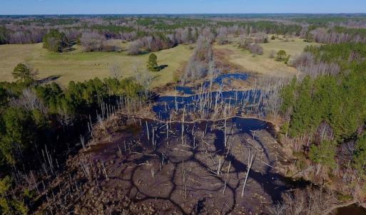 Photo of UNDER CONTRACT!  270.86 Acres of Pasture and Timber Land with Pond For Sale in Halifax County NC!