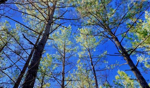 Photo of UNDER CONTRACT!  270.86 Acres of Pasture and Timber Land with Pond For Sale in Halifax County NC!