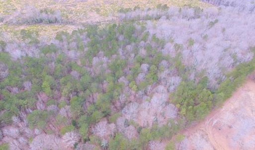 Photo of SOLD!!  55 Acres of Hunting and Timber Land with Home Site in Surry County VA!